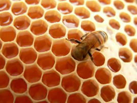 Visita al Museo de la miel